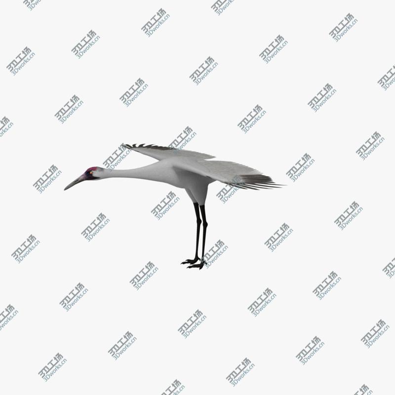 images/goods_img/20210319/Grus Americana 'Whooping Crane'/5.jpg